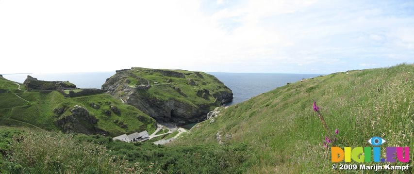 SX06919-06924 Tintagel Head and Castle framed by Foxglove (digitalis purpurea) from Barras Nose
